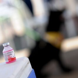 Mais do que ampliar a cobertura vacinal durante a campanha, a orientação é que a proteção dos animais seja mantida de forma permanente | Foto: Divulgação